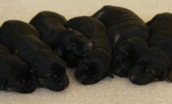 Omen vom Radhaus puppies @ 4 days old